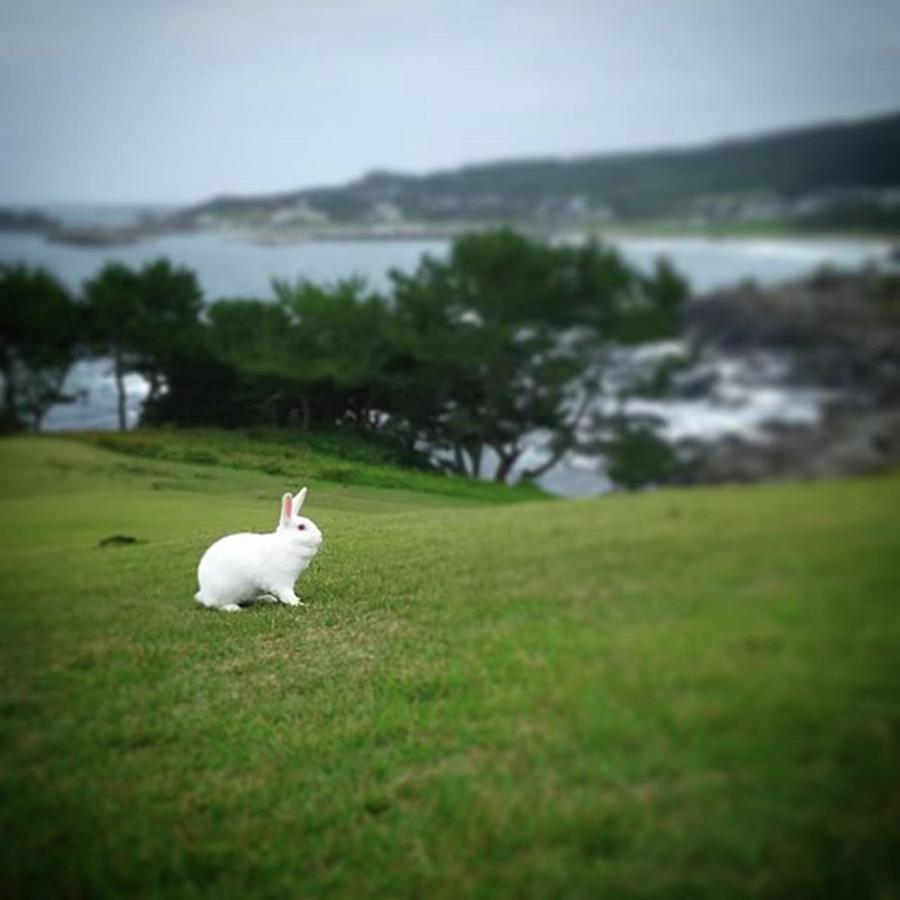 Rabbit Photograph - #青森県 #八戸市 #種差海岸 #6 by Happy Rabbit Jp