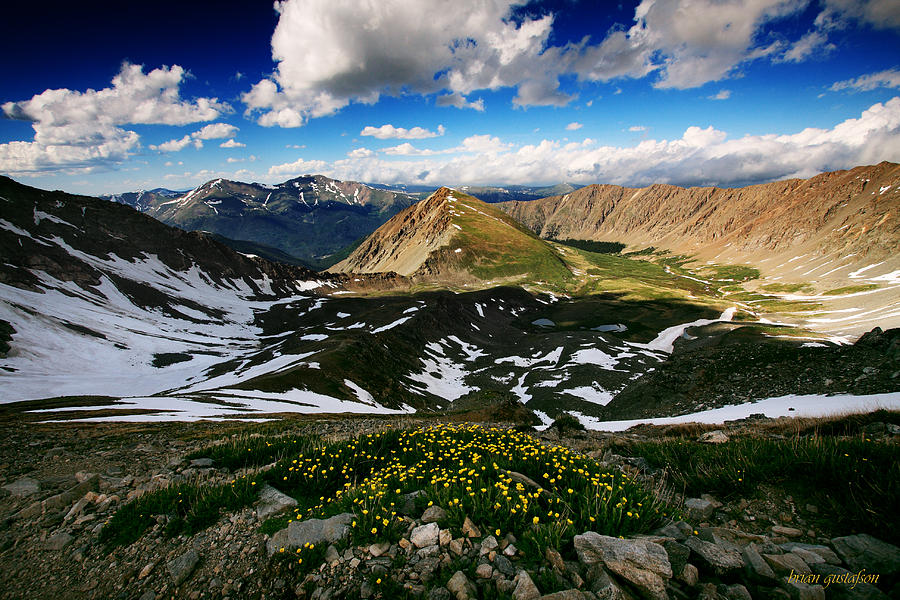 The Wildflowers of Grays and Torreys Photograph by Brian Gustafson
