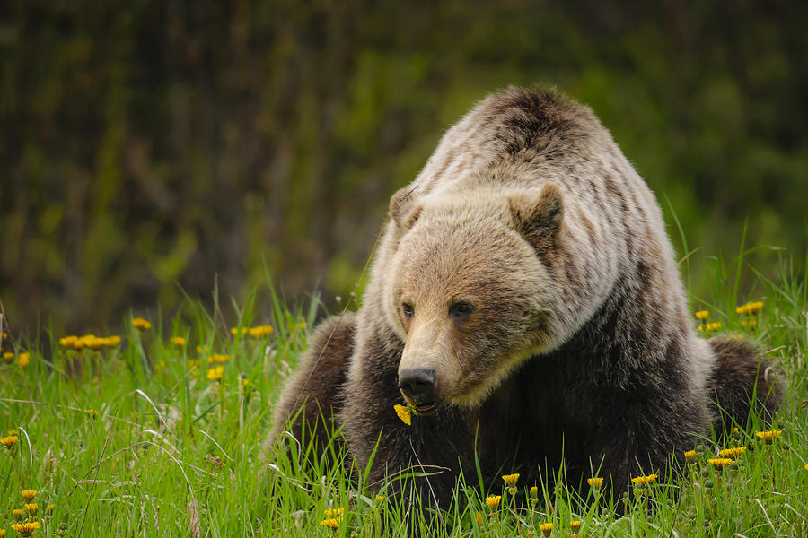 Grizzly Bear Photograph