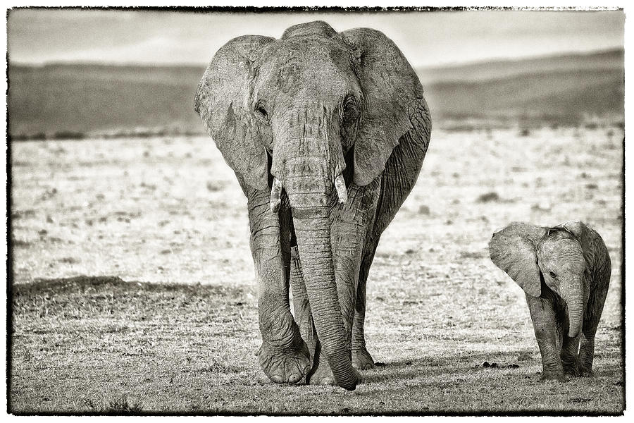 African Elephant in the Masai Mara #1 Photograph by Perla Copernik