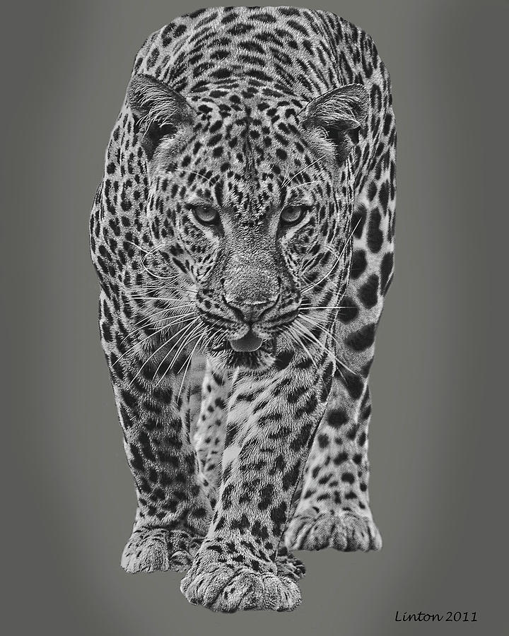 African Leopard Digital Art by Larry Linton