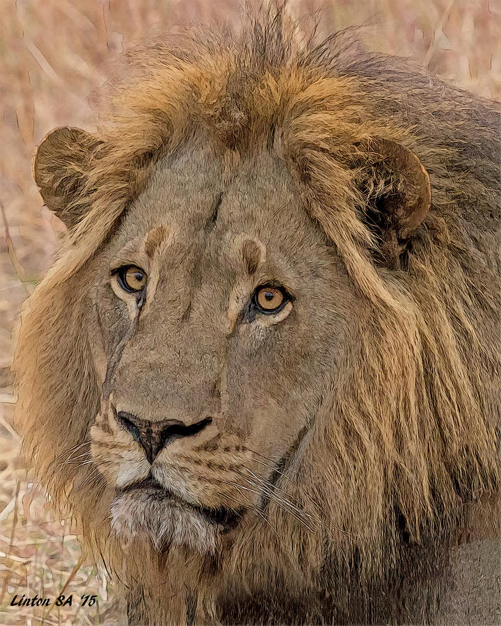 African Lion #6 Digital Art by Larry Linton