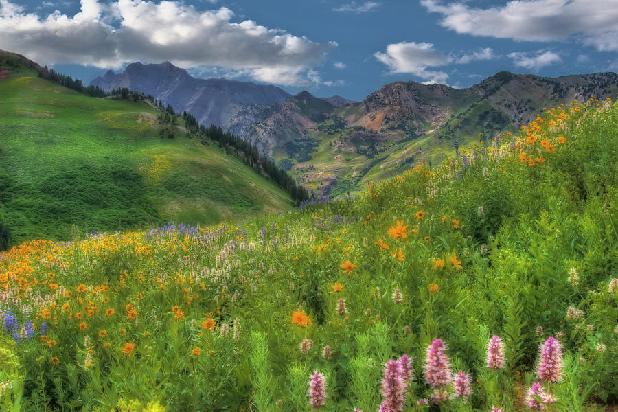 Albion Basin Wildflowers #6 Photograph by Douglas Pulsipher