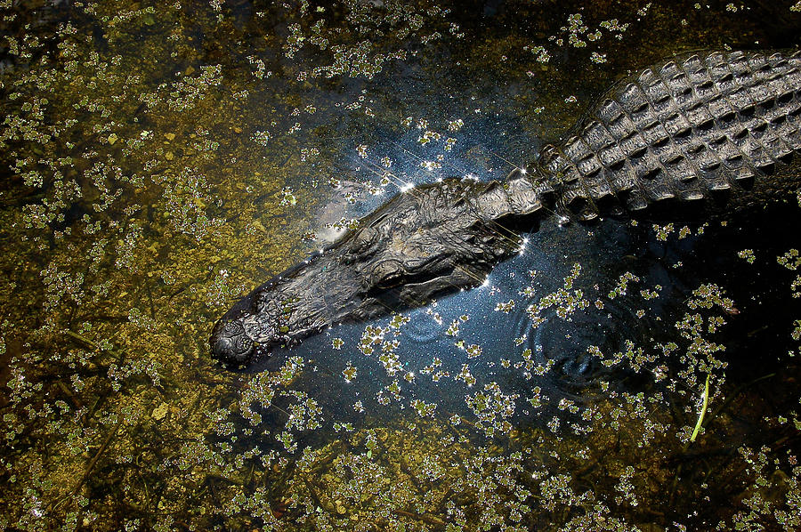 Nature Photograph - American Alligator #6 by Richard Leighton