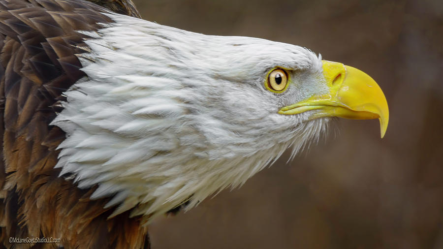 American Bald Eagle #6 Photograph by LeeAnn McLaneGoetz McLaneGoetzStudioLLCcom