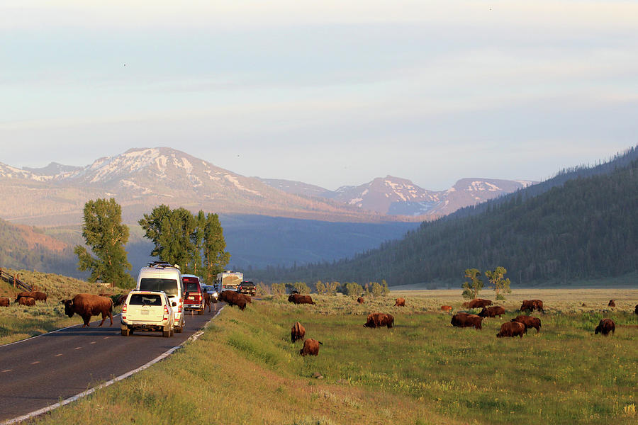 American Bison Yellowstone USA #6 Photograph by Bob Savage