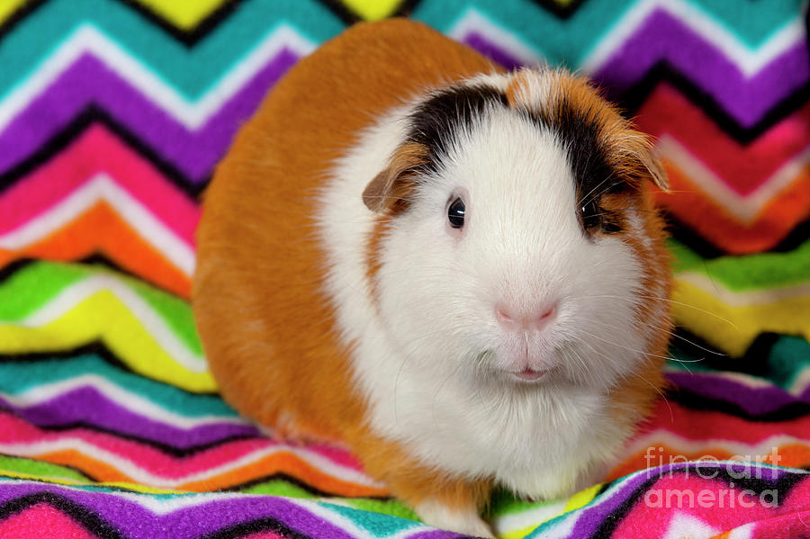 American Guinea Pigs - Cavia porcellus #6 Photograph by Anthony Totah