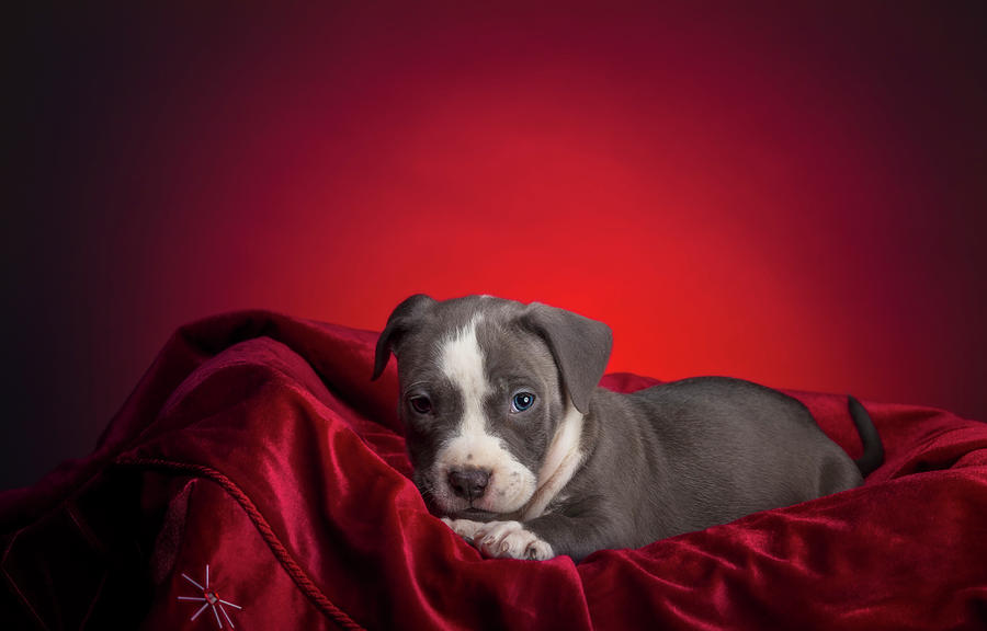 American Pitbull Puppy #6 Photograph by Peter Lakomy