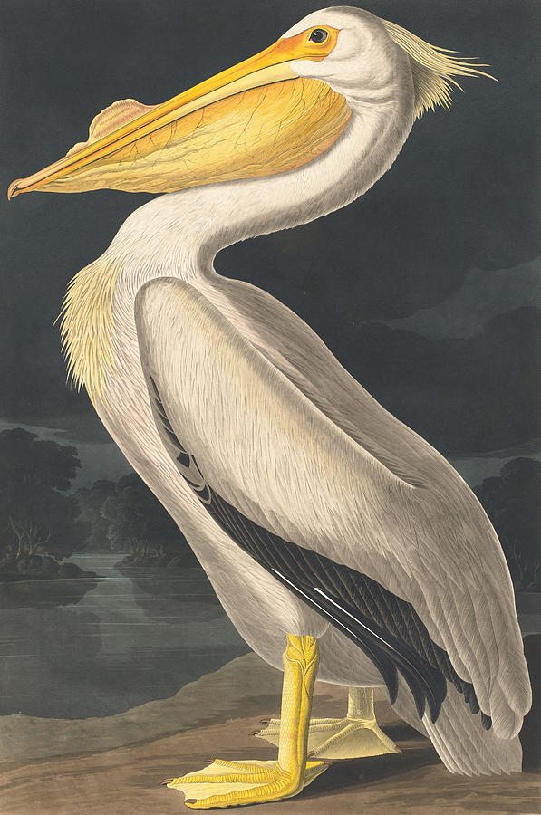 John James Audubon Painting - American White Pelican by John James Audubon