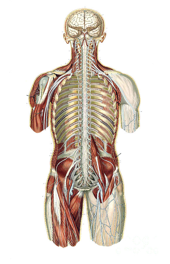 Anatomie Du Corps Humain, Laskowski #6 Photograph by Science Source