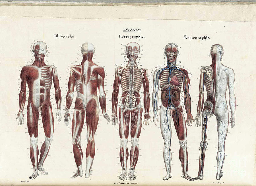 Anatomie Methodique Illustrations #10 Photograph by Science Source