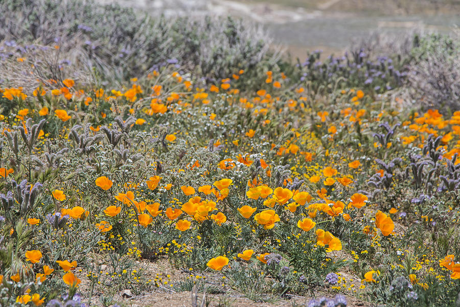 Antelope Valley Poppy Reserve #6 Photograph by Beth Taylor