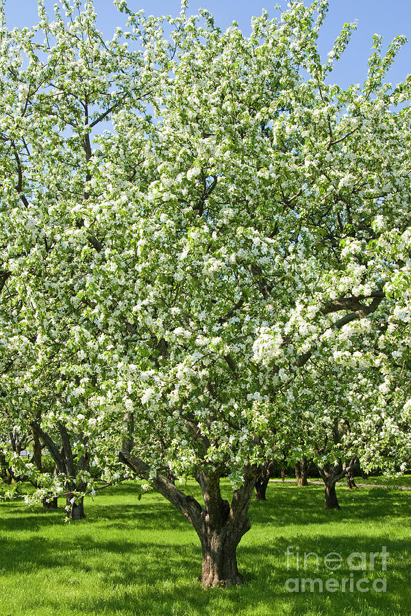 Apple garden in blossom #11 Photograph by Irina Afonskaya