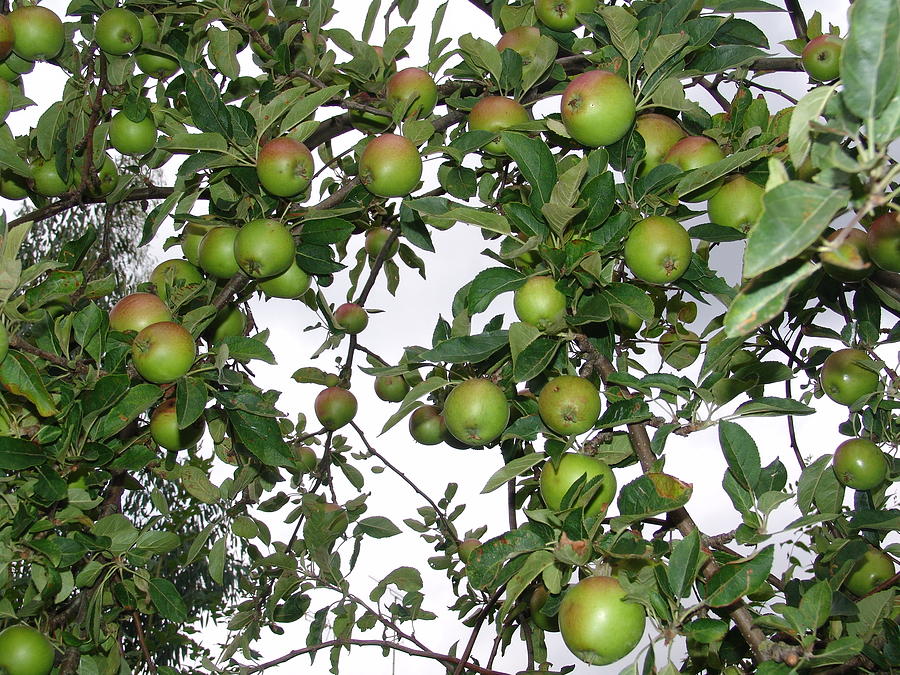 Apple Photograph - Apples #6 by Ashok Patel