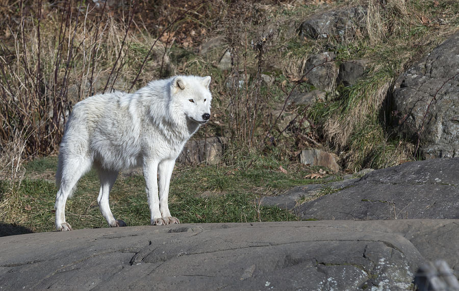 Arctic Wolf #6 Photograph by Josef Pittner