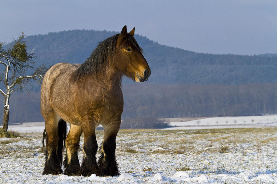 Ardennais Draft Horse Photograph By Jean-Louis Klein & Marie-Luce ...