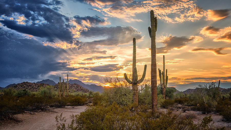 Arizona Sonoran Desert Photograph by Jon Berghoff - Fine Art America