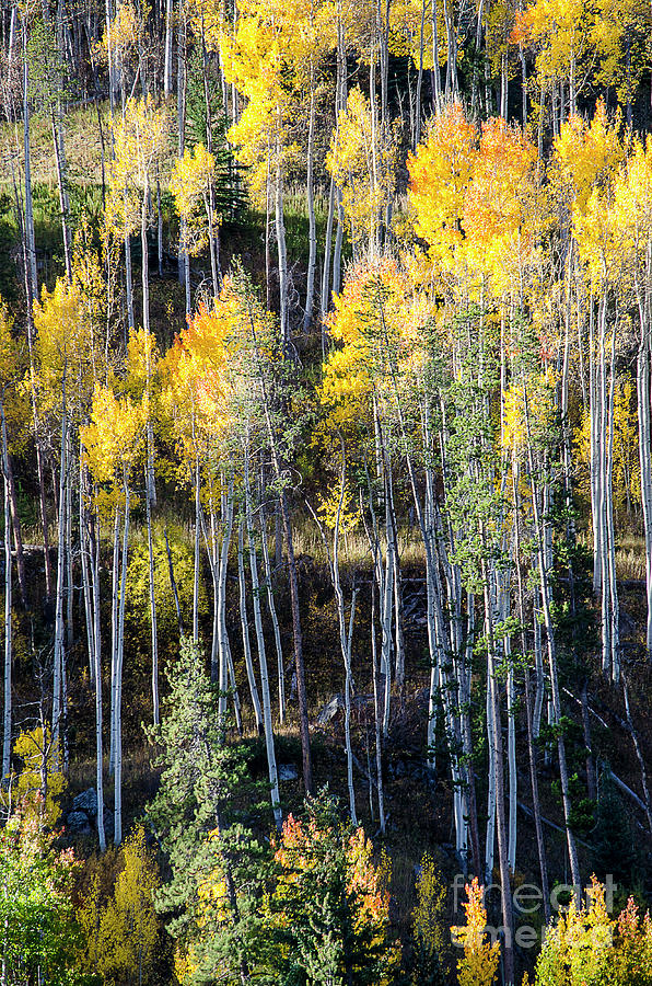 Aspens in the Colorado Rocky Mountains Photograph by Craig McCausland ...