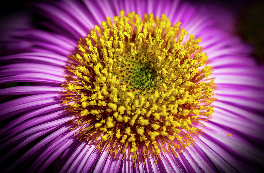 Aster Photograph - Aster by Konstantin Bibikov Aster Photograph - Aster by Konstantin Bibikov