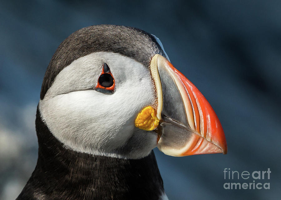 Atlantic Puffin #7 Photograph by Craig Shaknis
