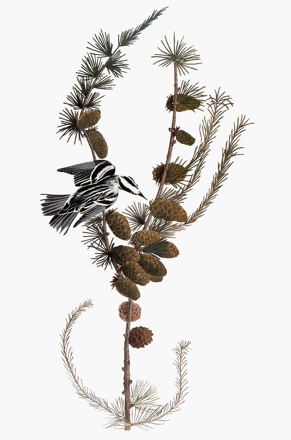 Audubon: Warbler, 1827-38 #6 Photograph by Granger