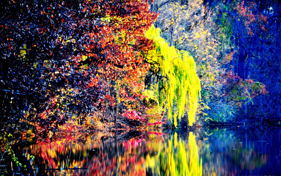 Autumn colors #6 Photograph by Aron Chervin