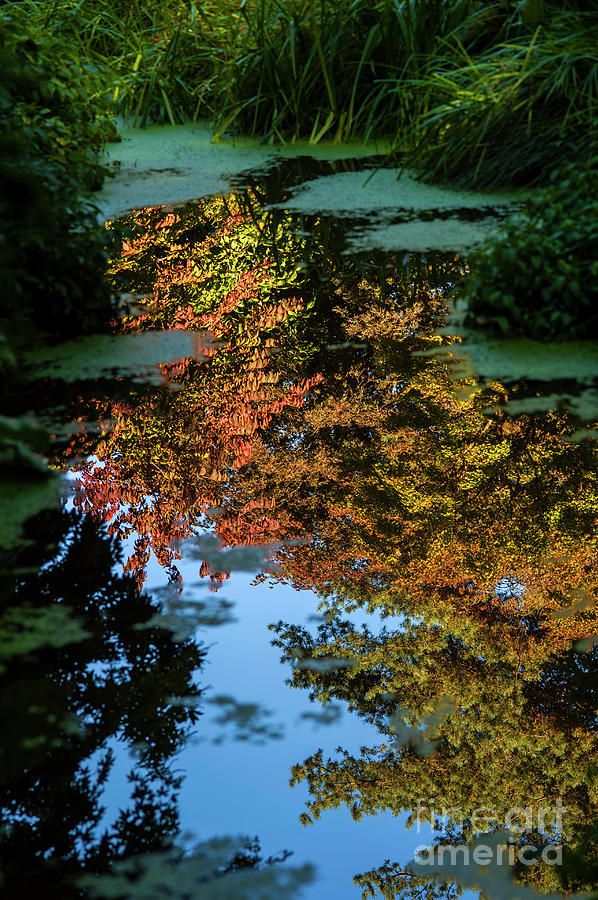 Autumn Leaves #6 Photograph by Jim Corwin