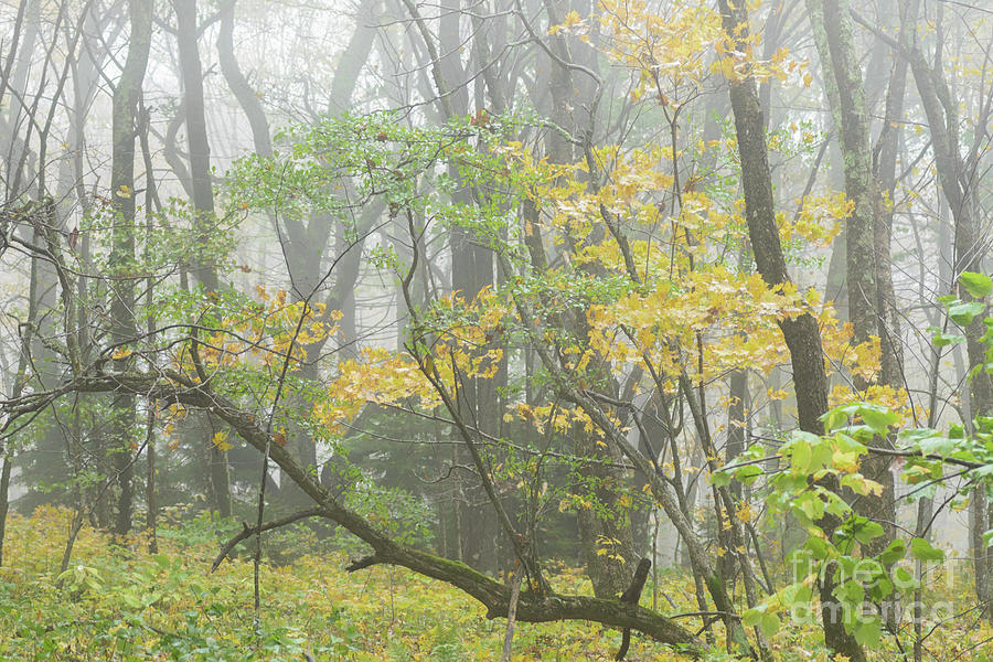 Autumn Mist #6 Photograph by Thomas R Fletcher