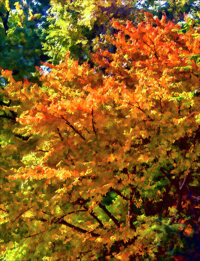 Autumn Trees #6 Photograph by Robert Ullmann