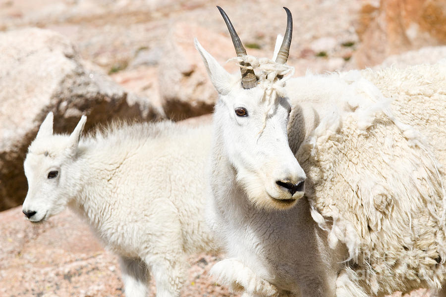 Baby Mountain Goats on Mount Evans #6 Photograph by Steven Krull