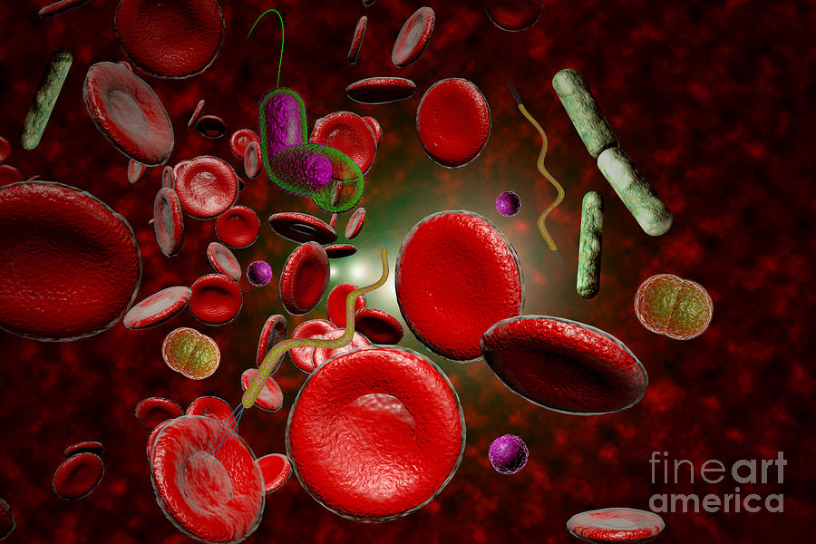 Bacteria Infection Bloodstream Photograph by Ezume Images - Fine Art ...