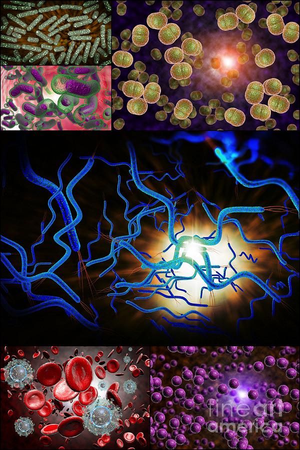 Bacteria Infection Collage Photograph By Ezume Images Pixels