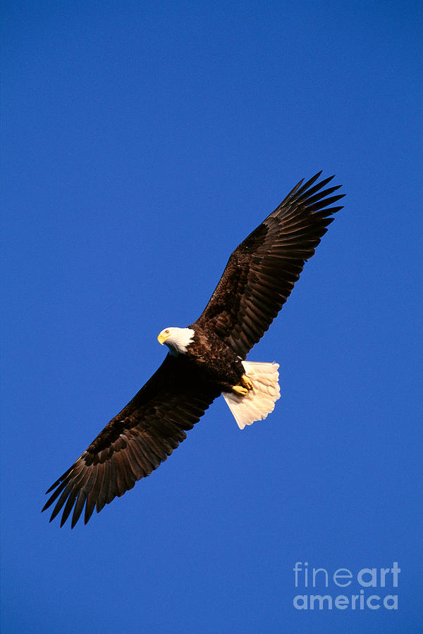 Bald Eagle #6 Photograph by John Hyde - Printscapes