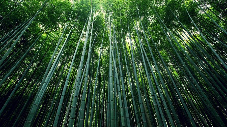 Device Photograph - Bamboo #6 by Jackie Russo