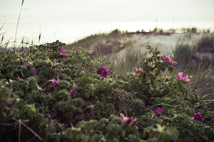 Artist Photograph - Rose Bush And Dunes by Michael Maximillian Hermansen Artist Photograph - Rose Bush And Dunes by Michael Maximillian Hermansen