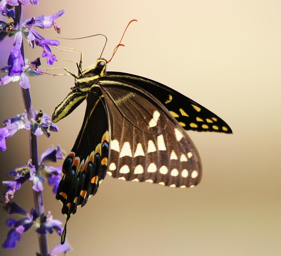 Beautiful Butterfly  #6 Photograph by Paulette Thomas