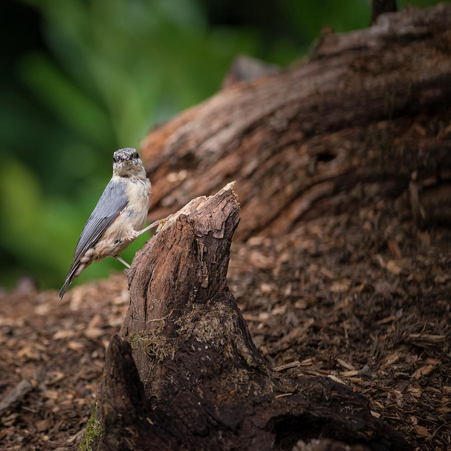 Beautiful Nuthatch bird Sitta Sittidae on tree stump in forest l ...