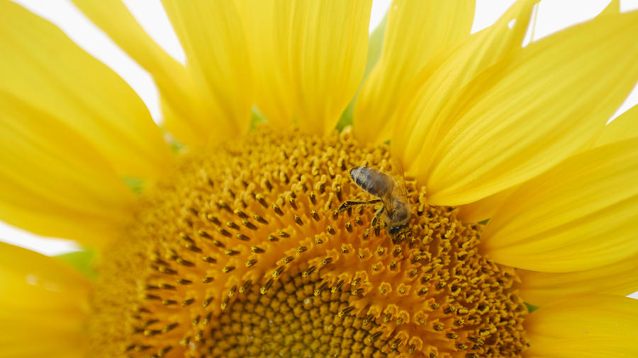 Bee Collects Pollen On Sunflower In Sunny Day Photograph