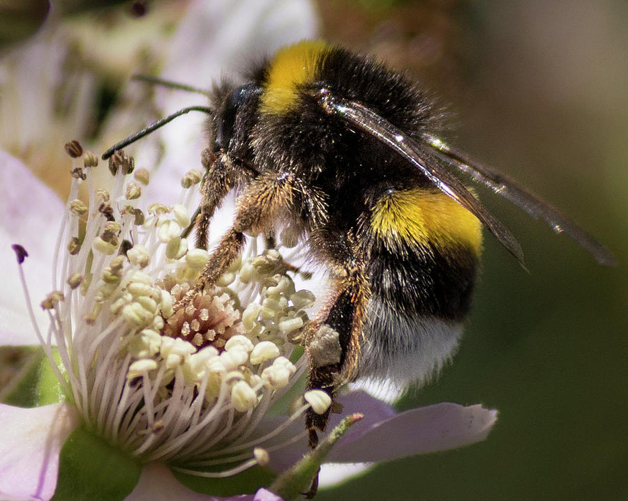 Bee Flower Photograph by Ernesto Santos - Fine Art America