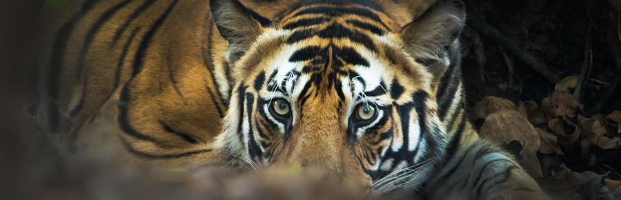 Nature Photograph - Bengal Tiger Panthera Tigris Tigris #6 by Panoramic Images
