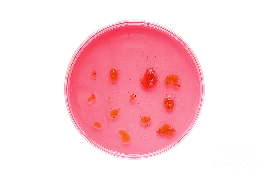 Bacteria Photograph - Biotechnology Experiment in Science Research Lab #6 by Olivier Le Queinec