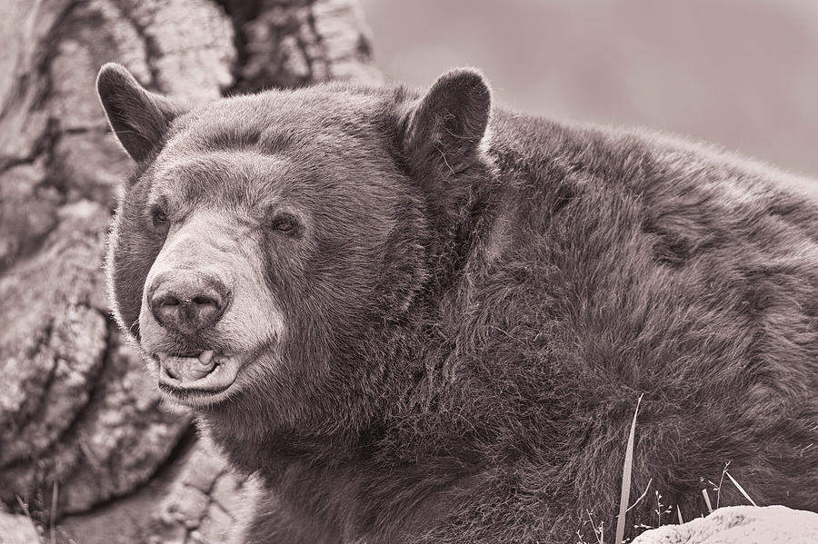 Black Bear  #6 Photograph by Brian Cross