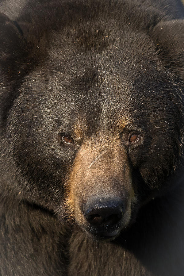 Black Bear    #6 Photograph by Mary Jo Cox