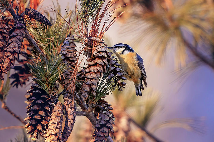 Black-capped Chickadee #6 Photograph by Peter Lakomy