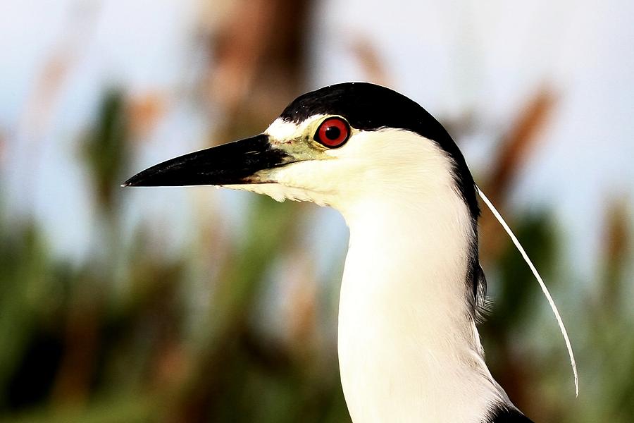 Black Crowned Night Heron by Ira Runyan Black Crowned Night Heron by Ira Runyan
