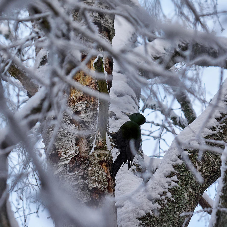 Black woodpecker #6 Photograph by Jouko Lehto