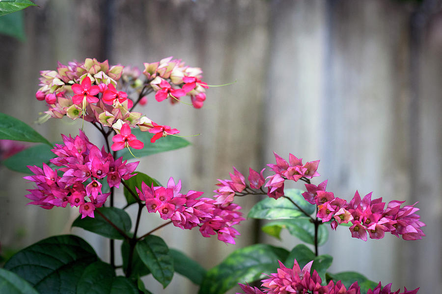 Bleeding Heart Flowers Clerodendrum Painted  #6 Photograph by Rich Franco