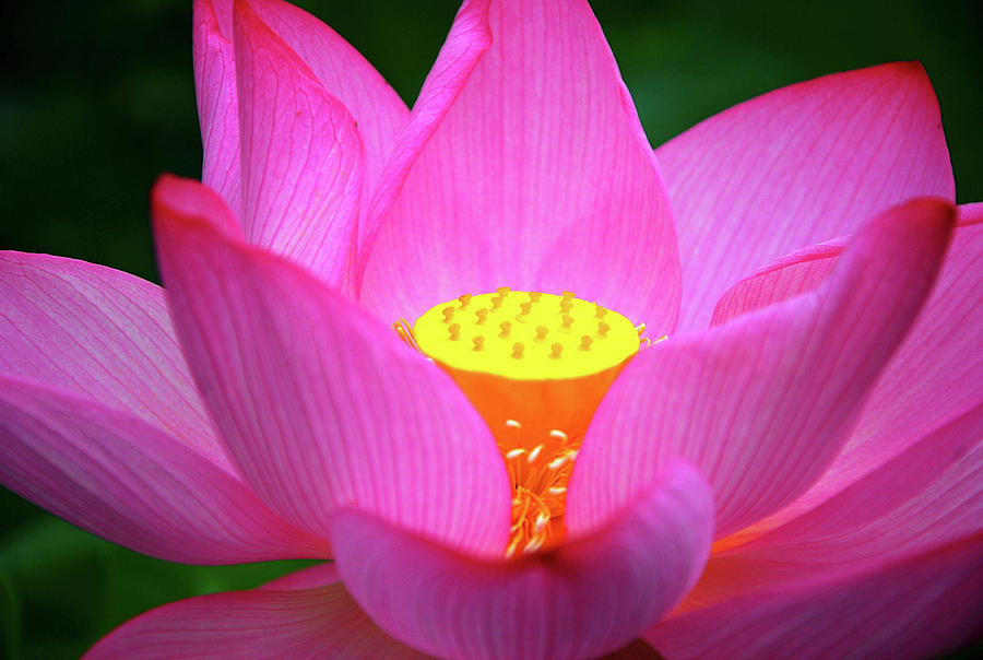 Blossoming lotus flower closeup #6 Photograph by Carl Ning