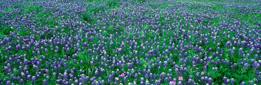 Flower Photograph - Blue Bonnets In Hill Country, Willow #6 by Panoramic Images