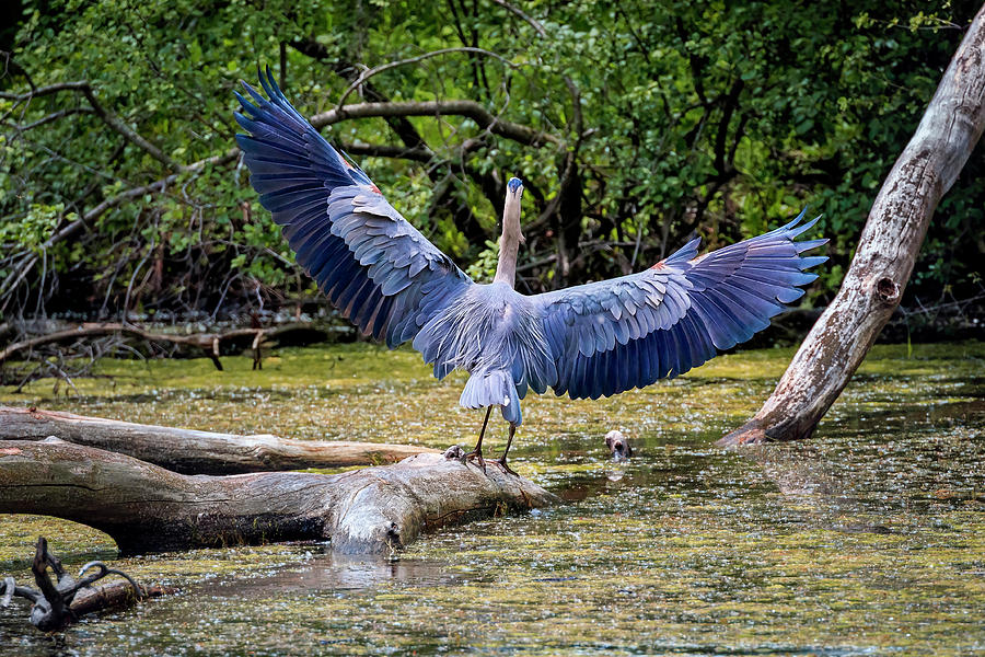 Blue Heron Photograph by Peter Lakomy